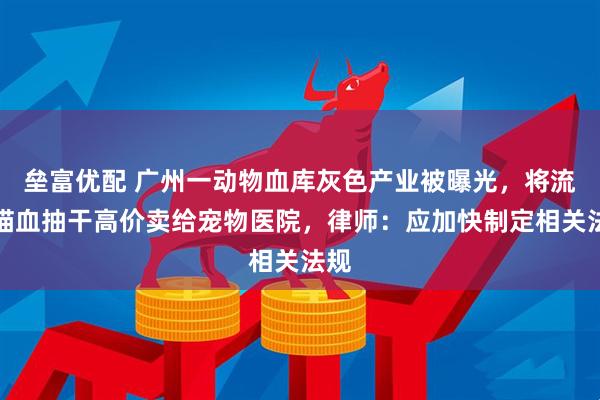 垒富优配 广州一动物血库灰色产业被曝光，将流浪猫血抽干高价卖给宠物医院，律师：应加快制定相关法规